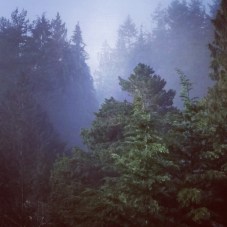 foggy trees